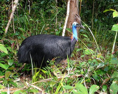 601px-Southern_Cassowary_in_rainforest