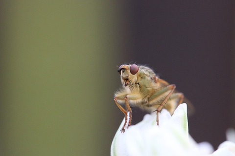 fly-871945_640