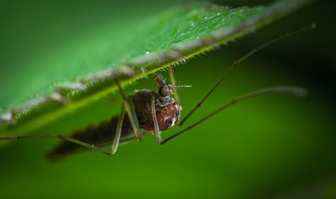insect-3079504_640
