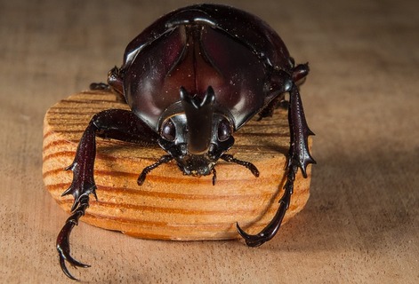 tropical-beetles-195888_640