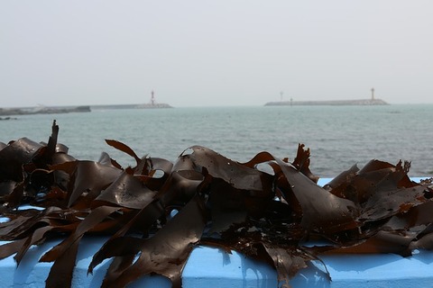 seaweed-2499352_640