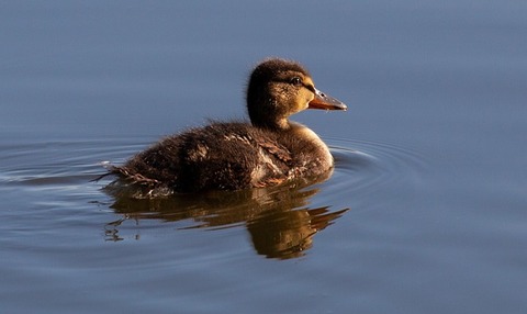 baby-duck-4200938_640