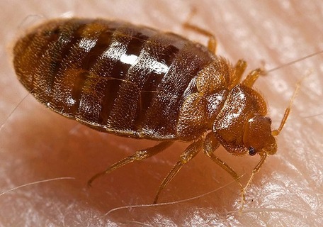 640px-Bed_bug,_Cimex_lectularius