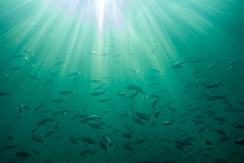 sea-3225720_640