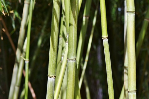 bamboo-3315532_640
