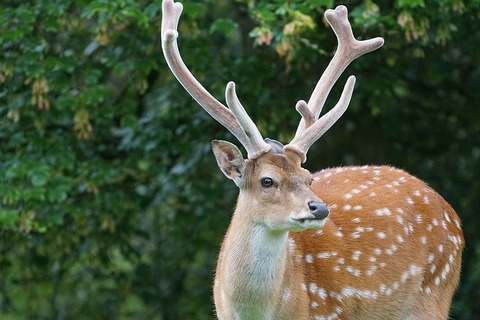 sika-deer-1454568_640