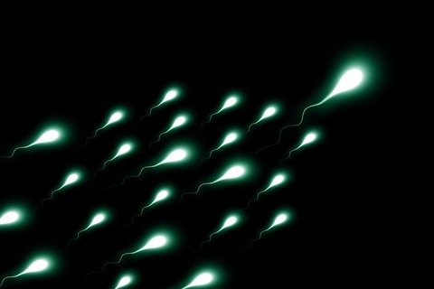 sperium-2505952_640