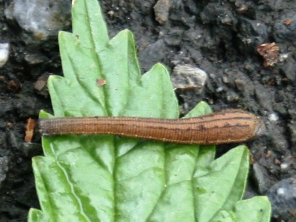 Haemadipsa_zeylanica_japonica_in_Mount_Nogohaku_2011-06-12