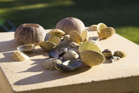 seashell-2823217_640
