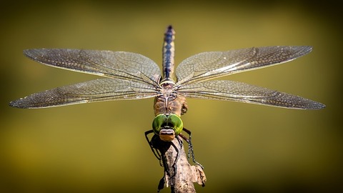 dragonfly-3456317_640