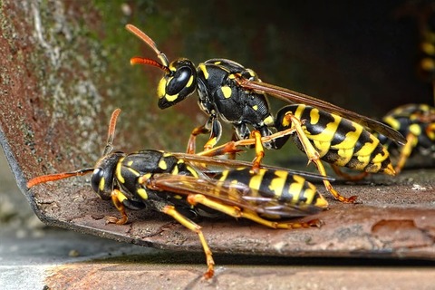 wasps-711689_640