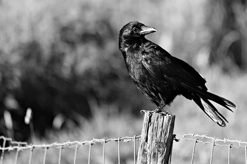 crow-3560516_640