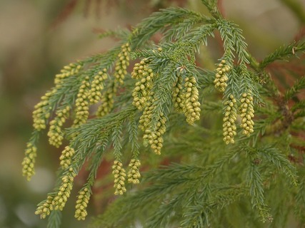 branches-93717_640