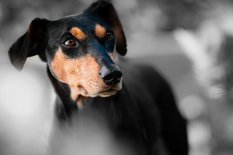 animal-1787835_640