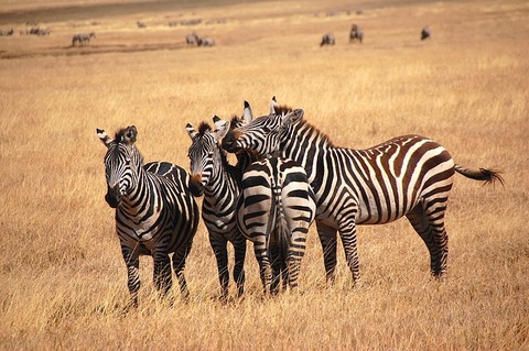 zebra-3981220_640