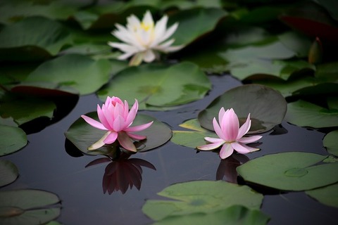 water-lilies-3457878_640