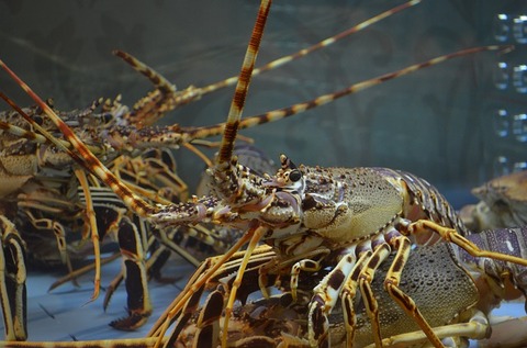 lobster-1802731_640