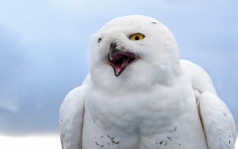 snowy-owl-3309209_640