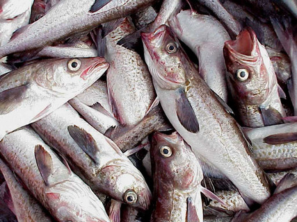 Alaska_pollock_2