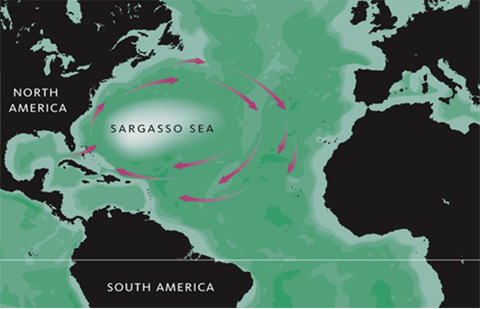 Sargasso