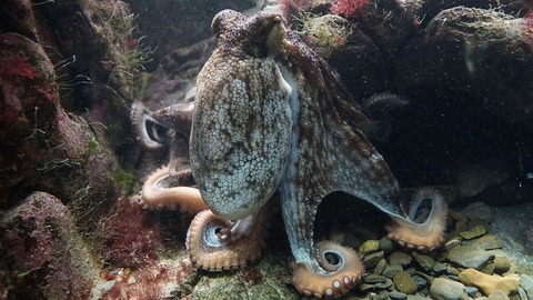 octopus-428745_640