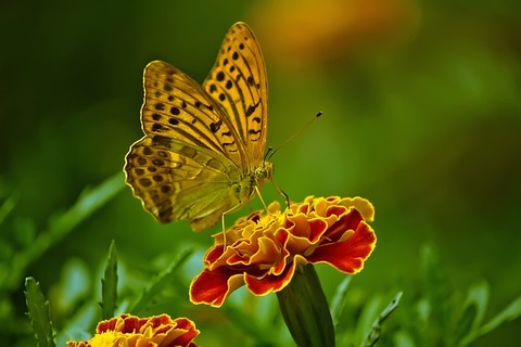 butterfly-1829404_640