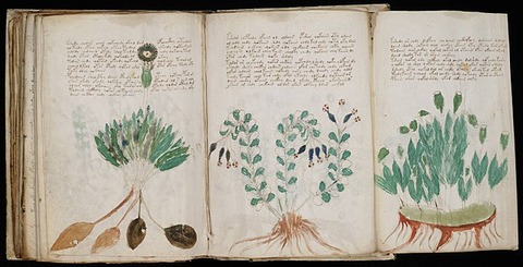 640px-Voynich_Manuscript_(170)