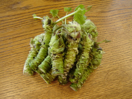 Fresh_wasabi_rhizomes