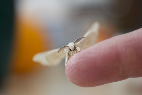 silk-moth-2624170_640