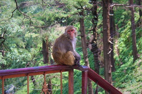 monkey-2804570_640