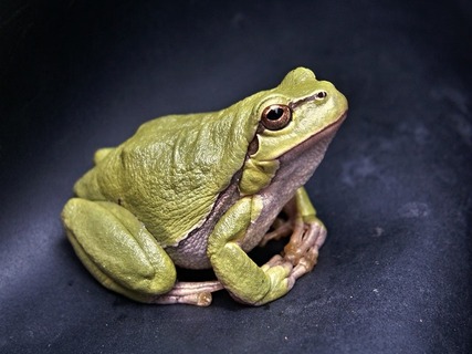 frog-macro-amphibian-green-70083