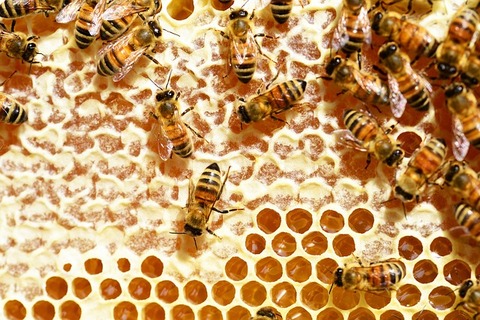 bees-345628_640