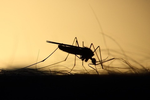 mosquito-3860900_640