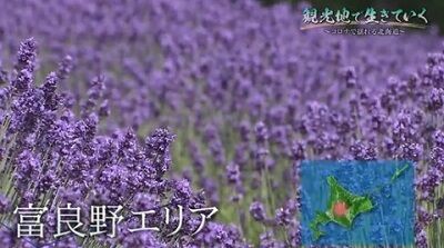 ラベンダー畑