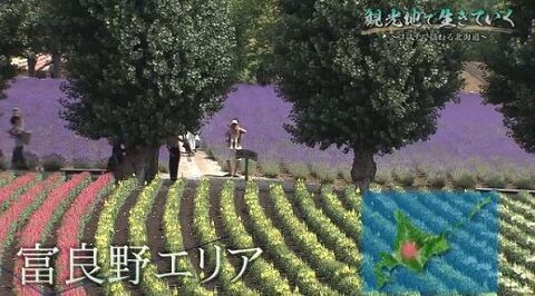 富良野 ラベンダー畑