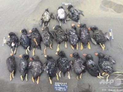 エトピリカ 大量死