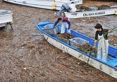 横須賀 海苔養殖業者が漂着ゴミ撤去