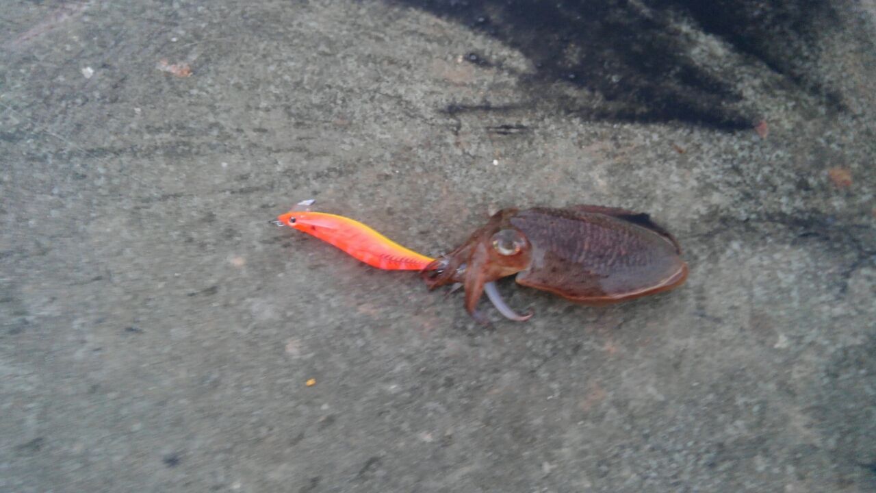 コウイカエギング 蓮生 レオ パパのまったり釣り らんちゅう日記 コウイカエギング 蓮生 レオ パパのまったり釣り らんちゅう日記