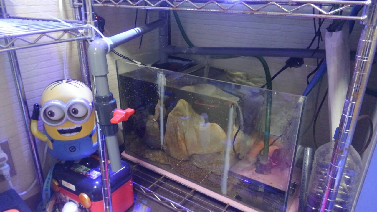 オーバーフロー水槽2 蓮生 レオ パパのまったり釣り らんちゅう日記 オーバーフロー水槽2 蓮生 レオ パパのまったり釣り らんちゅう日記