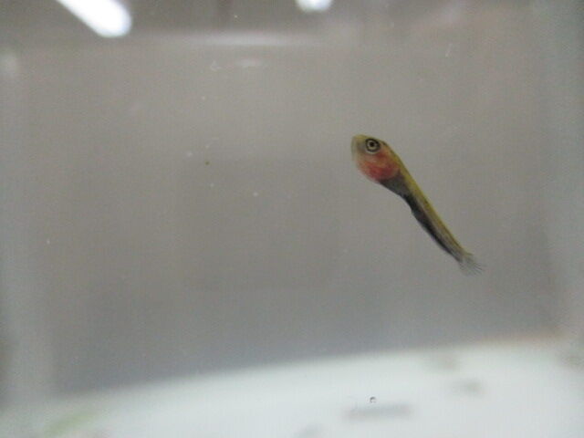 稚魚のともぐいの様子からわかること 釣りへの応用 香川塩ビ工業 ブログ 稚魚のともぐいの様子からわかること 釣りへの応用 香川塩ビ工業 ブログ