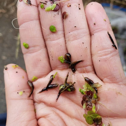 雷魚稚魚捕獲してきたで 香川塩ビ工業 ブログ 雷魚稚魚捕獲してきたで 香川塩ビ工業 ブログ