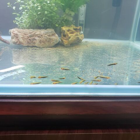 雷魚稚魚捕獲してきたで 香川塩ビ工業 ブログ 雷魚稚魚捕獲してきたで 香川塩ビ工業 ブログ
