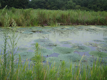 P8050393