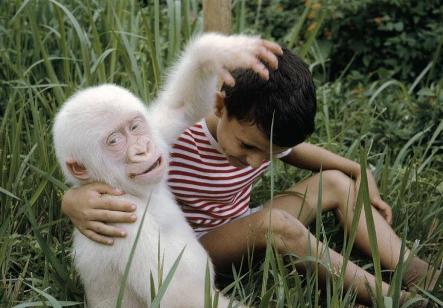 世界で唯一の白いゴリラ 超貴重画像8選 動画 ピクトリア Pictoria 世界で唯一の白いゴリラ 超貴重画像8選 動画 ピクトリア Pictoria