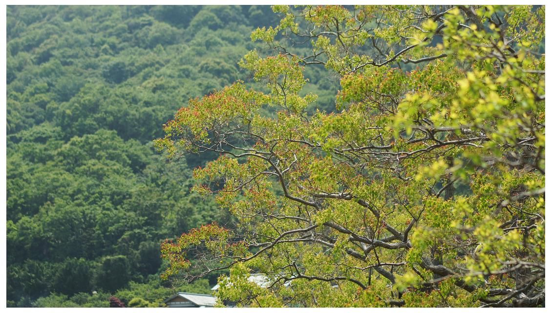讃岐徒然散歩 ご近所276 初夏の若葉と赤い実 Kagawatakaakiのブログ