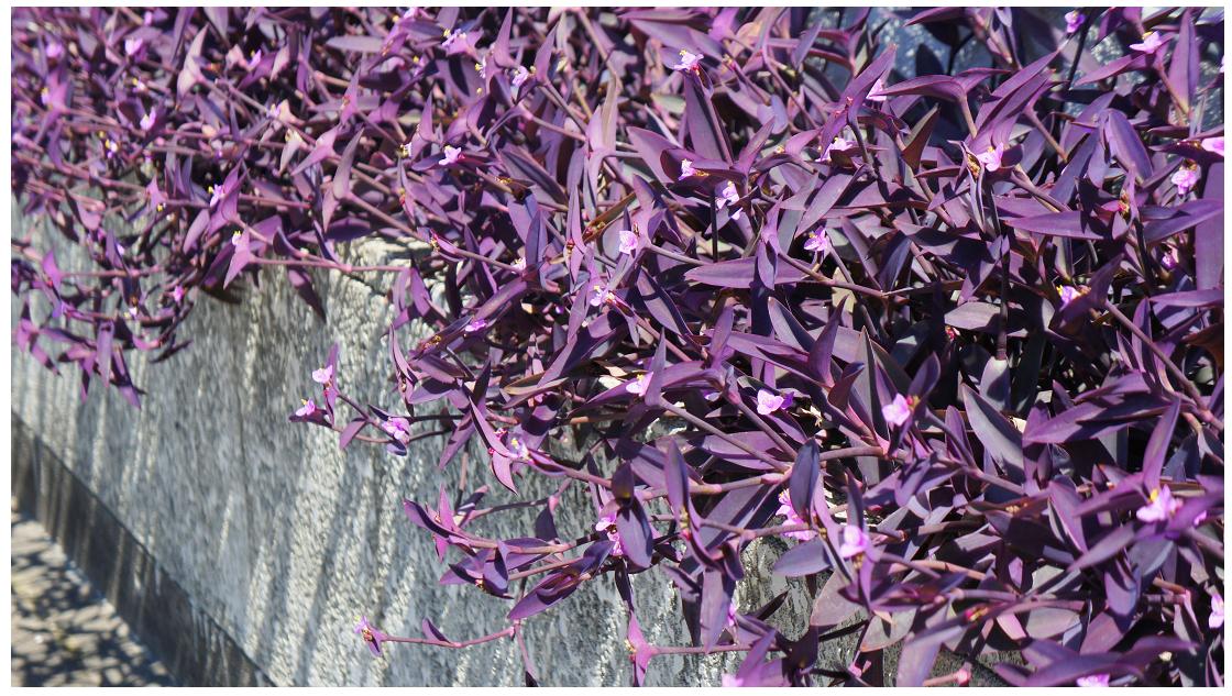 讃岐徒然散歩 ご近所516 ムラサキゴテン Kagawatakaakiのブログ