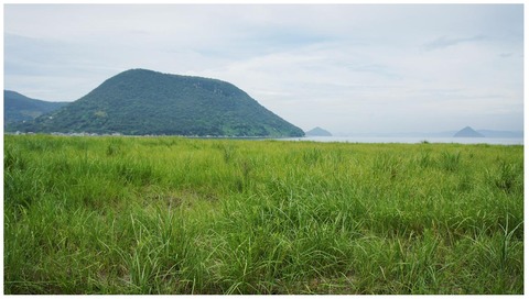 Kagawatakaakiのブログ 草木