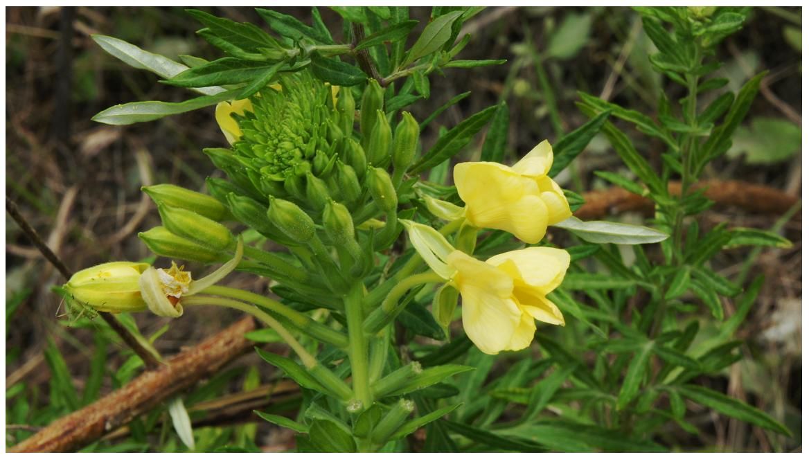 讃岐徒然散歩 ご近所130 夏の空地０７ Kagawatakaakiのブログ