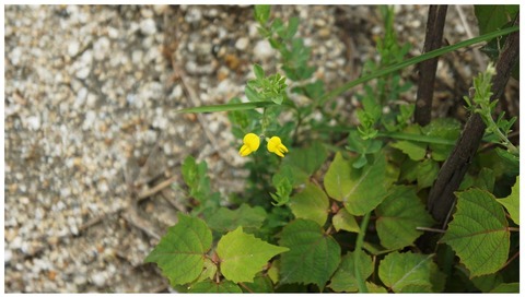 Kagawatakaakiのブログ 草木