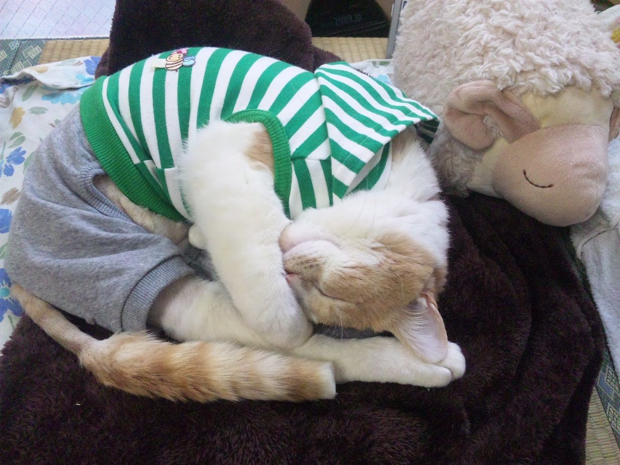 まだ服のほうがマシにゃ 跳べない猫はネコじゃない 交通事故で半身不随になった猫 歳三 のリハビリ奮闘記